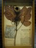 historical herbarium sample